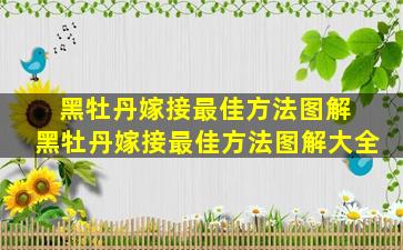 黑牡丹嫁接最佳方法图解 黑牡丹嫁接最佳方法图解大全